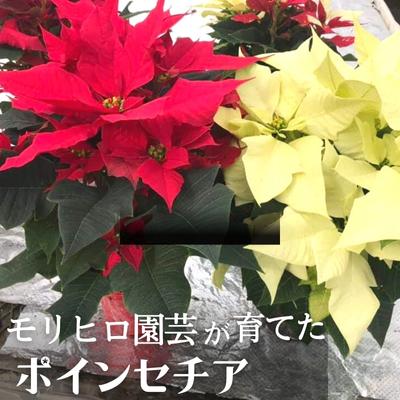 モリヒロ園芸が育てたポインセチア [ 植物 花 瀬戸内 温暖 気候 鉢花 ギフト 記念日 ] お届け:2024年11月中旬〜11月下旬