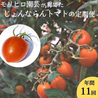 22位! 口コミ数「0件」評価「0」モリヒロ園芸が育てたじょんならんトマトの定期便（年間11回）　【定期便・ 野菜 ミニトマト 甘い フルーツ サラダ 】　お届け：ご寄附（入金･･･ 