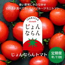 【ふるさと納税】モリヒロ園芸が育てたじょんならんトマトの定期便(年間11回) 野菜 ミニトマト 甘い フルーツ サラダ お届け:ご寄附(入金)頂いた月の翌月回より年間スタート致します