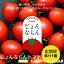 【ふるさと納税】モリヒロ園芸が育てたじょんならんトマトの定期便C　ギフトボックス入り（年間11回）..