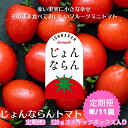 【ふるさと納税】モリヒロ園芸が育てたじょんならんトマトの定期便D スティックボックス入り(年間11回) 野菜 ミニトマト 甘い フルーツ サラダ お届け:ご寄附(入金)頂いた月の翌月回より年間スタート致します