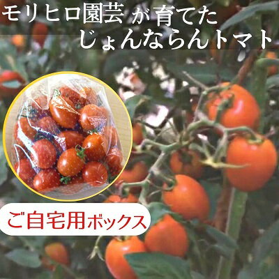 モリヒロ園芸が育てたじょんならんトマト(ご自宅用ボックス) [ 野菜 トマト ミニトマト サラダ 糖度高め 甘味 酸味 リコピン ]