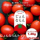 【ふるさと納税】モリヒロ園芸が育てたじょんならんトマト(ギフトボックス入り) 野菜 ミニトマト サラダ 糖度高め 甘味 酸味 リコピン