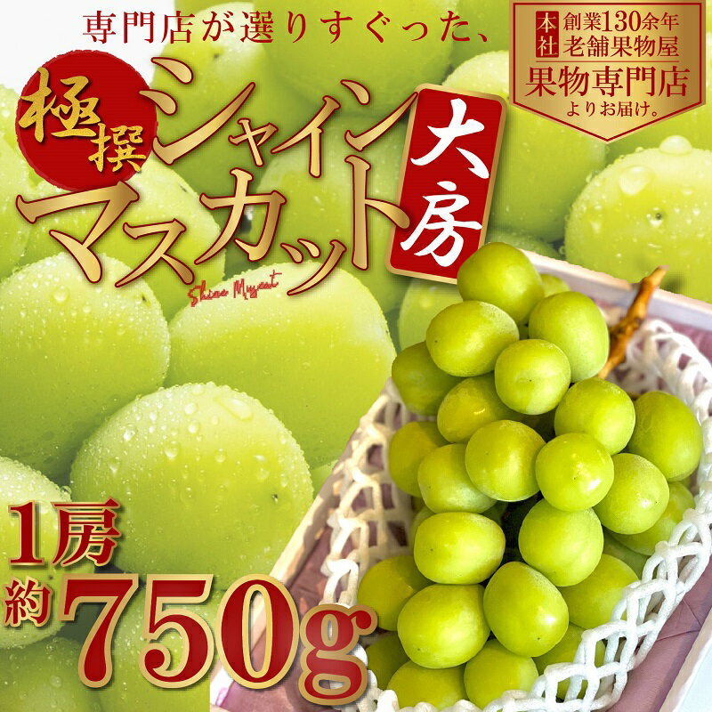 [極撰]大房シャインマスカット 1房(約750g) [ 果物 ぶどう フルーツ マスカット 飴色 輝く 高糖度 風味 果皮 口どけ パリッ ジューシー 果肉 種なし パクパク 老舗 果物屋 ] お届け:2024年8月中旬〜10月下旬