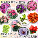 【ふるさと納税】モリヒロ園芸が育てたお花とトマトとシャインマスカットの12ヶ月定期便 植物 果物類 ぶどう フルーツ 野菜 ミニトマト お届け:ご寄附(入金)...