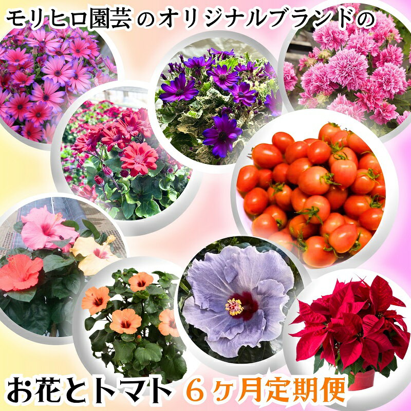 モリヒロ園芸のオリジナルブランドのお花とトマト6ヶ月定期便 [定期便・植物・野菜・ミニトマト] お届け:ご寄附(入金)確認月の翌月回より6回順次配送致します。