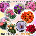 【ふるさと納税】モリヒロ園芸のオリジナルブランドのお花とトマト6ヶ月定期便　【定期便・植物・野菜・ミニトマト】　お届け：ご寄附（入金）確認月の翌月回より6回順次配送致します。