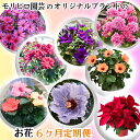 【ふるさと納税】モリヒロ園芸のオリジナルブランドのお花6ヶ月定期便 植物 お届け:ご寄附(入金)確認月の翌月回より6回順次配送致します。