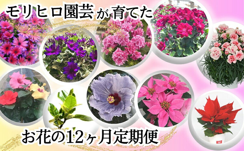 【ふるさと納税】モリヒロ園芸が育てたお花の12ヶ月定期便　【定期便・植物】　お届け：ご寄附（入金）確認月の翌月回より12ヶ月間順次配送致します。