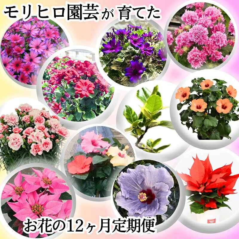 モリヒロ園芸が育てたお花の12ヶ月定期便 [定期便・植物] お届け:ご寄附(入金)確認月の翌月回より12ヶ月間順次配送致します。