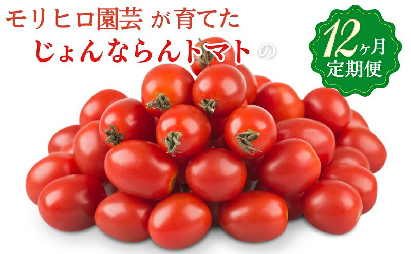 【ふるさと納税】モリヒロ園芸が育てたじょんならんトマトの12ヶ月定期便　【定期便・野菜・ミニトマト】　お届け：ご寄附（入金）確認月の翌月回より12ヶ月間順次配送致します。