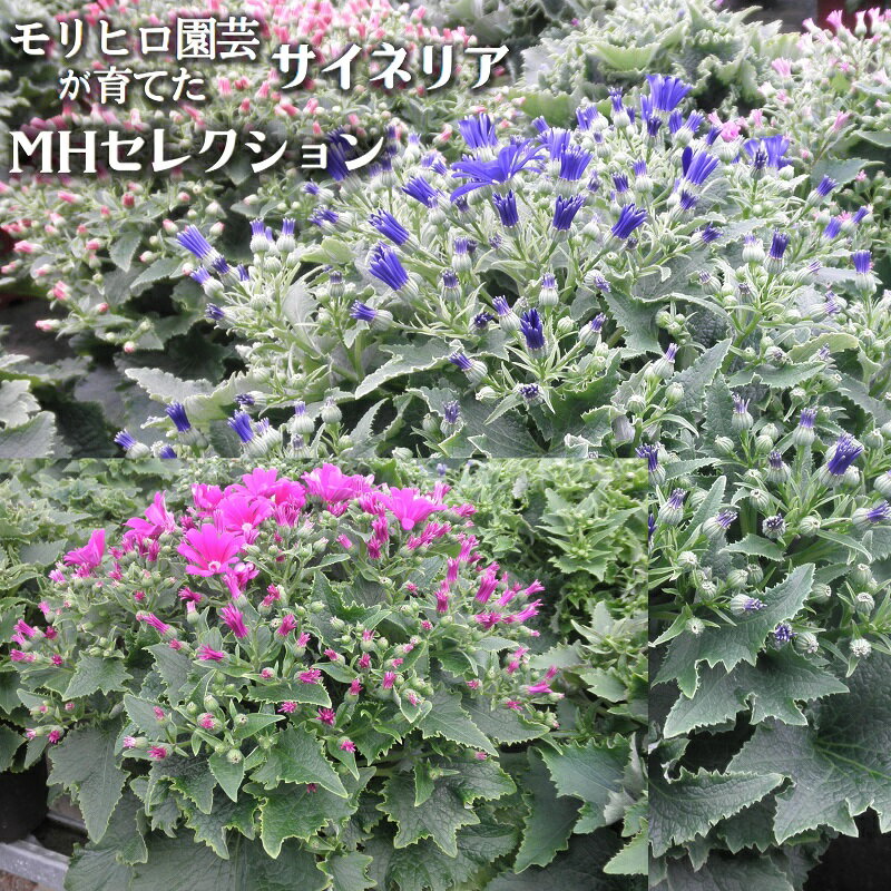 モリヒロ園芸が育てたサイネリア「MHセレクション」 [植物] お届け:2024年12月下旬〜2025年1月中旬