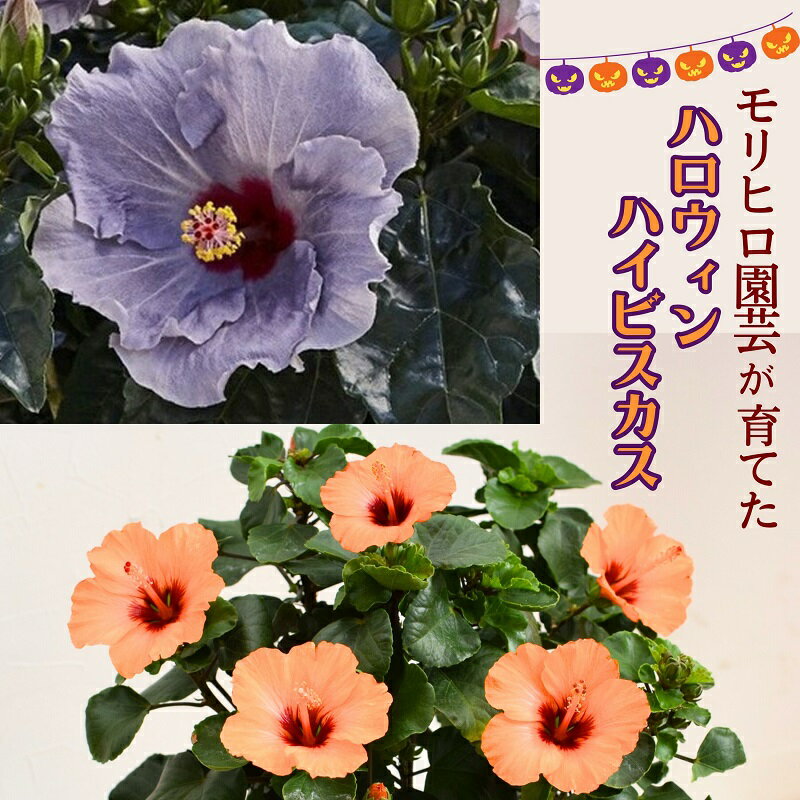 【ふるさと納税】モリヒロ園芸が育てた「ハロウィンハイビスカス」 植物 　お届け：2024年9月下旬～10月上旬のサムネイル
