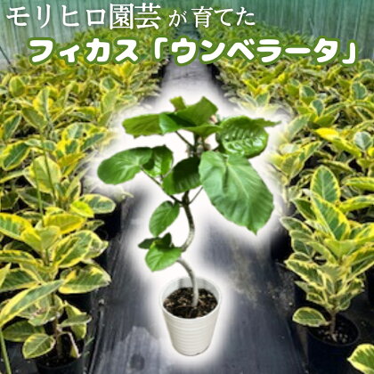 モリヒロ園芸が育てたフィカス「ウンベラータ」　【植物】　お届け：2024年8月上旬～8月下旬