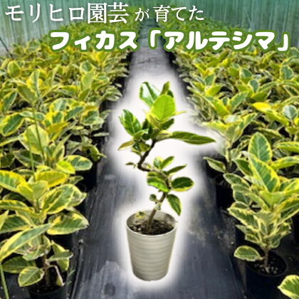 モリヒロ園芸が育てたフィカス「アルテシマ」　【植物】　お届け：2024年7月上旬～7月下旬