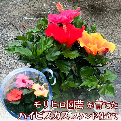 モリヒロ園芸が育てたハイビスカス スタンド仕立て　【植物】　お届け：2024年6月中旬～6月下旬