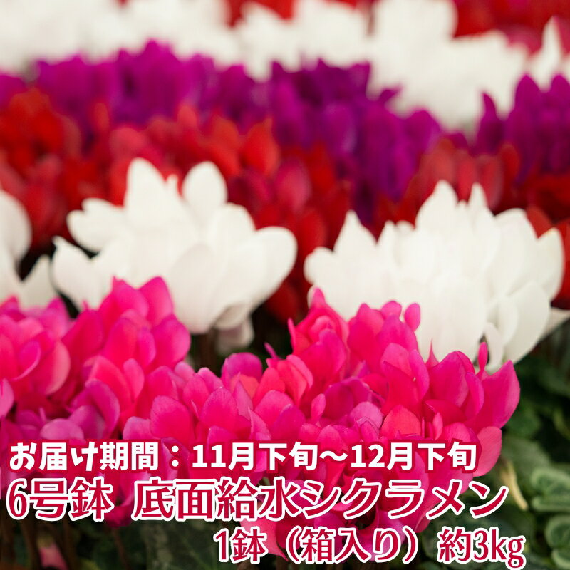 6号鉢 底面給水 シクラメン 1鉢(箱入り) お届け:2025年11月下旬〜12月下旬※ご寄附(ご入金)確認後、約2週間で順次お届けとなります。