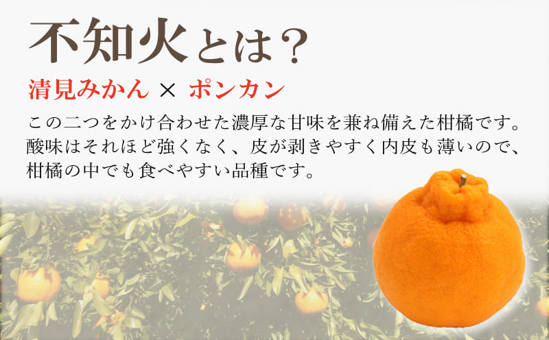 【ふるさと納税】 訳あり 規格外 不知火 しらぬい デコポンしらぬい 約 3kg 柑橘