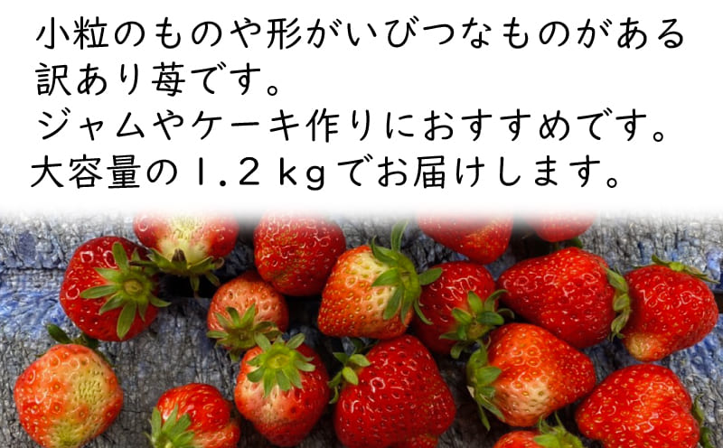 【ふるさと納税】 訳あり いちご 苺 ジャム用 さぬきひめ 1.2kg