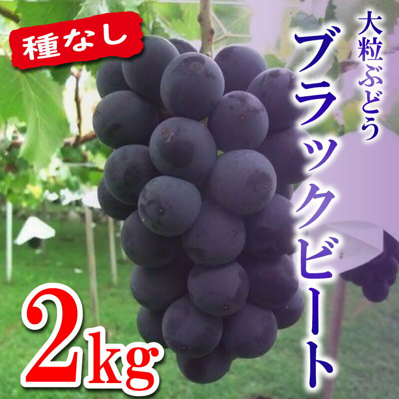 ぶどう 葡萄 大粒 希少 約 2kg 種無し ブラック