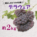 4位! 口コミ数「0件」評価「0」 ぶどう 葡萄 デラウェア 約 2kg 種無し 夏の フルーツ さぬき 香川県