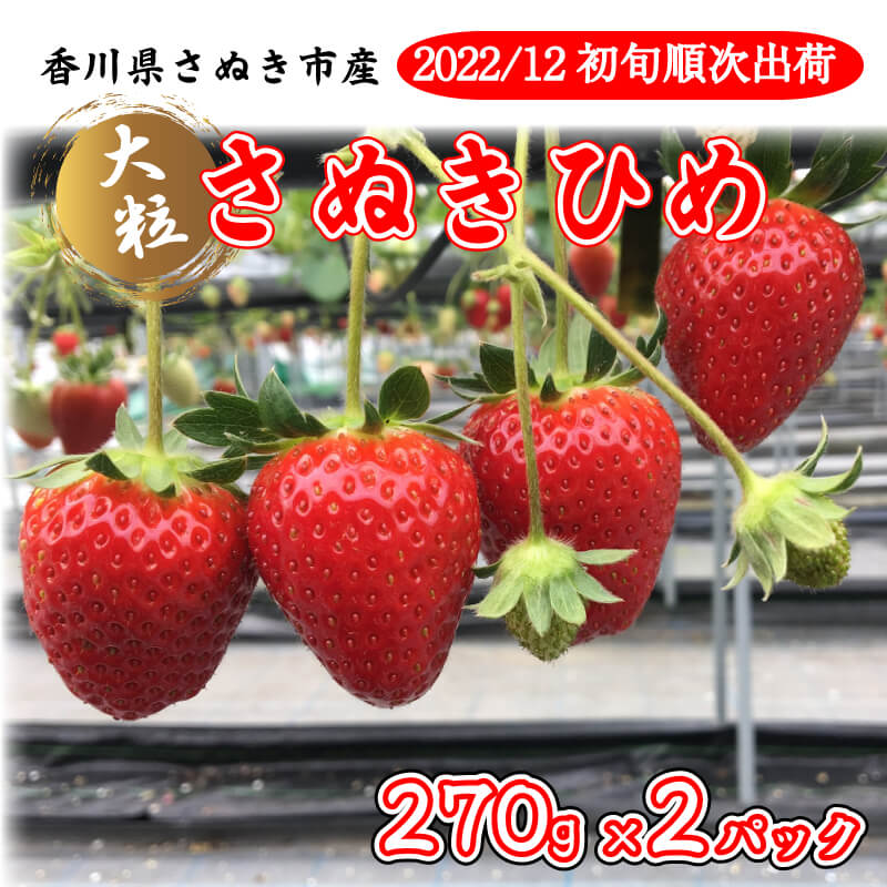 【ふるさと納税】 いちご イチゴ さぬきひめ 大粒 270g ×2パック 【12月～1月発送】