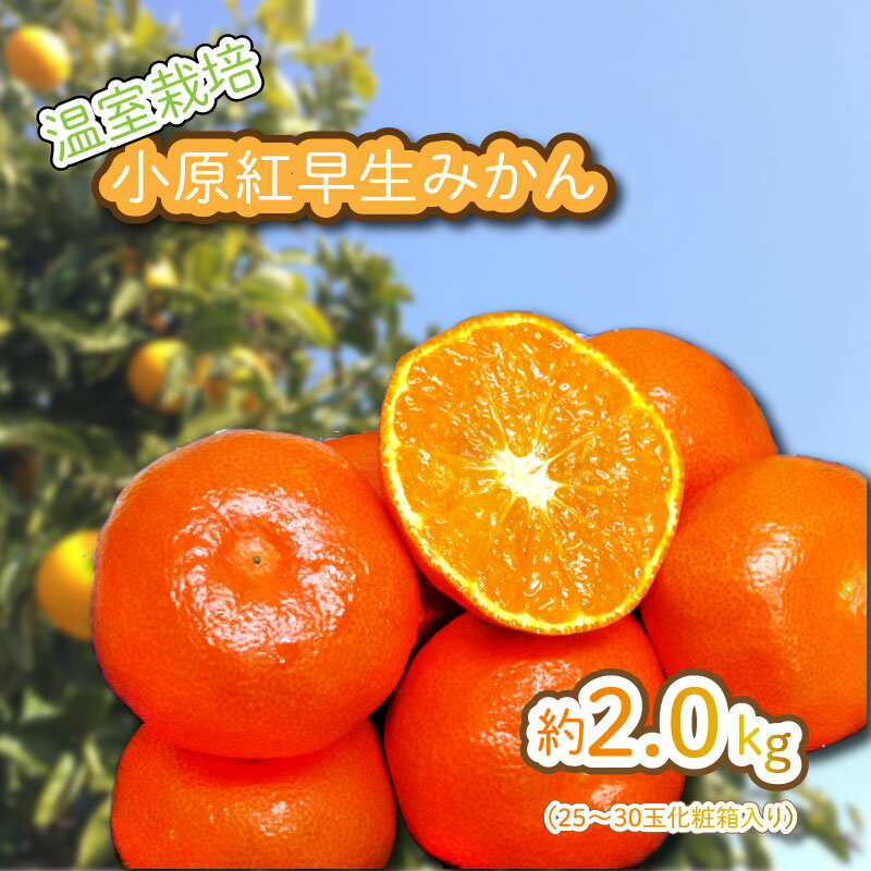 【ふるさと納税】 みかん 蜜柑 約 2kg 小粒 温室栽培 小原紅早生 化粧箱