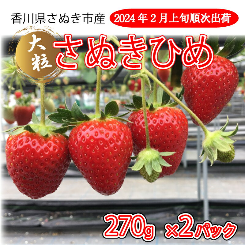 【ふるさと納税】 いちご イチゴ さぬきひめ 大粒 270g ×2パック 【2月～6月発送】