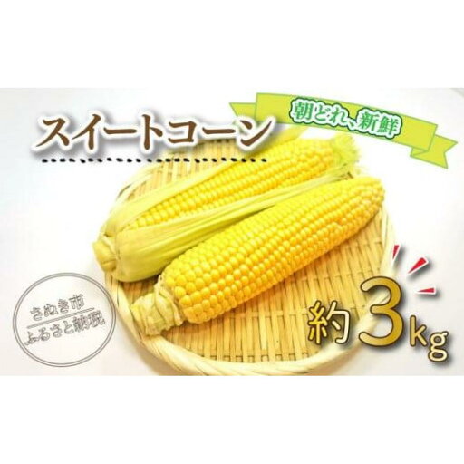 【ふるさと納税】【6月上旬頃~発送】スイートコーン (イエロー) 約3kg (8~12本前後 )とうもろこし 野菜 夏 【ふるさと納税】【6月上旬頃~発送】スイートコーン (イエロー) 約3kg (8~12本前後 )とうもろこし 野菜 夏