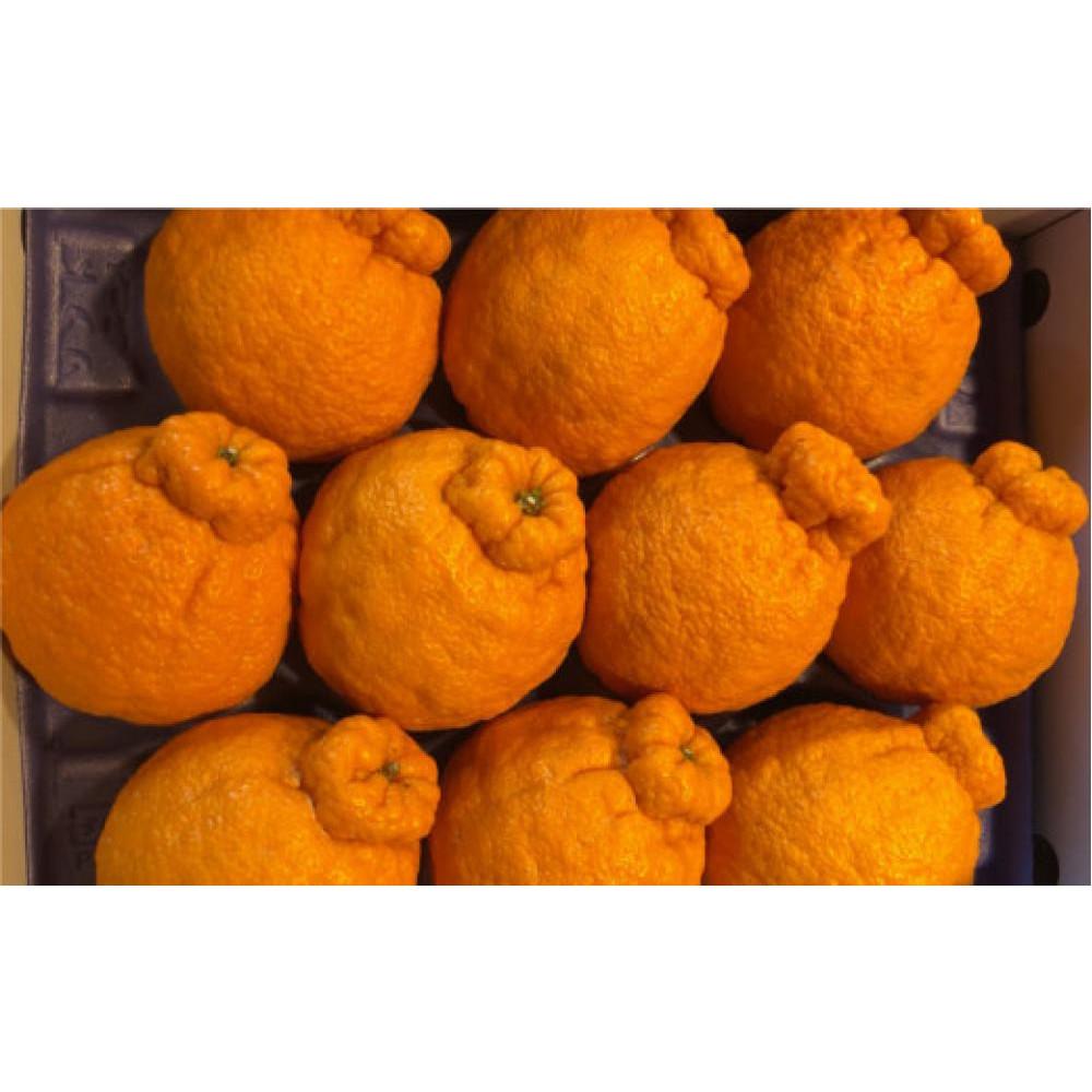 【ふるさと納税】【4月中旬頃~発送】貯蔵デコポン 約3kg 化粧箱入り