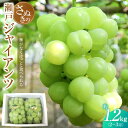 【ふるさと納税】【8月下旬頃〜発送】瀬戸ジャイアンツ 約1.2kg