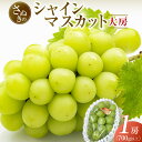 1位! 口コミ数「135件」評価「4.5」【8月中旬頃~発送】大房シャインマスカット 700g (1房) | シャインマスカット マスカット ぶどう 大房 果物 フルーツ スイーツ 特産品 デザート 旬 期間限定