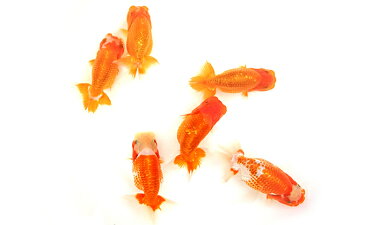 【ふるさと納税】金魚の王様！らんちゅう（観賞用）　【生き物生き物】