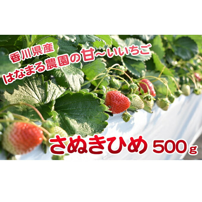 【ふるさと納税】はなまる農園の甘〜いいちご【さぬきひめ】500g　【果物類・フルーツ・果物類・いちご・苺・イチゴ】　お届け：2022年2月1日〜5月中旬･･･