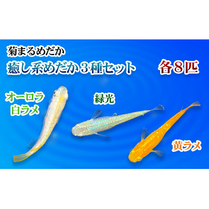 【ふるさと納税】菊まるめだかの【癒し系めだか3種セット】計24匹　【生き物・計24匹・めだか・メダカ・お魚・ペット】