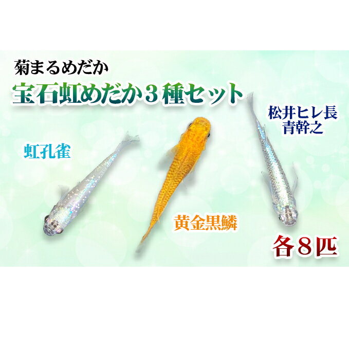 【ふるさと納税】菊まるめだかの【宝石虹3種セット】計24匹　【地域のお礼の品・カタログ・生き物】