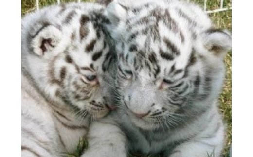 【ふるさと納税】白鳥動物園(ペア)チケット 【...の紹介画像2