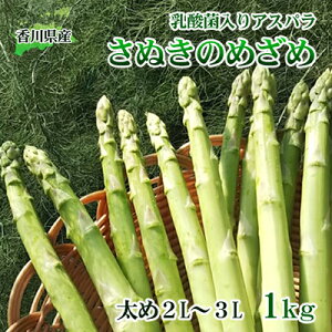 【ふるさと納税】令和6年産　はなまる農園の乳酸菌入り アスパラ【さぬきのめざめ1kg】太め2L～3L　【 アスパラガス 野菜 朝採れ 旬野菜 季節野菜 産地直送 農家直送 クール便 バーベキュー BBQ サラダ 肉巻き おかず 】　お届け：2024年2月中旬～2024年10月下旬