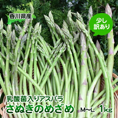 令和6年産 はなまる農園の乳酸菌入りアスパラ「さぬきのめざめ」少し訳あり 1kg(M〜L) [野菜セット 野菜 アスパラガス 乳酸菌入りアスパラ 1kg 訳あり] お届け:2024月2月中旬〜10月下旬