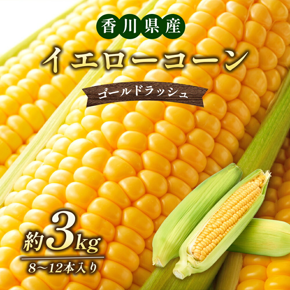 イエローコーン（ゴールドラッシュ）約3kg　【野菜・とうもろこし・野菜・野菜セット】　お届け：2024年6月中旬～7月上旬