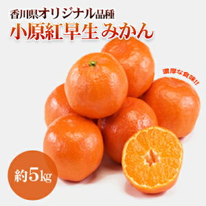 【ふるさと納税】香川県オリジナル品種 小原紅早生みかん 約5kg　【柑橘類 果物類 みかん フルーツ ミカン 蜜柑 くだもの】　お届け：2023年11月下旬～12月下旬