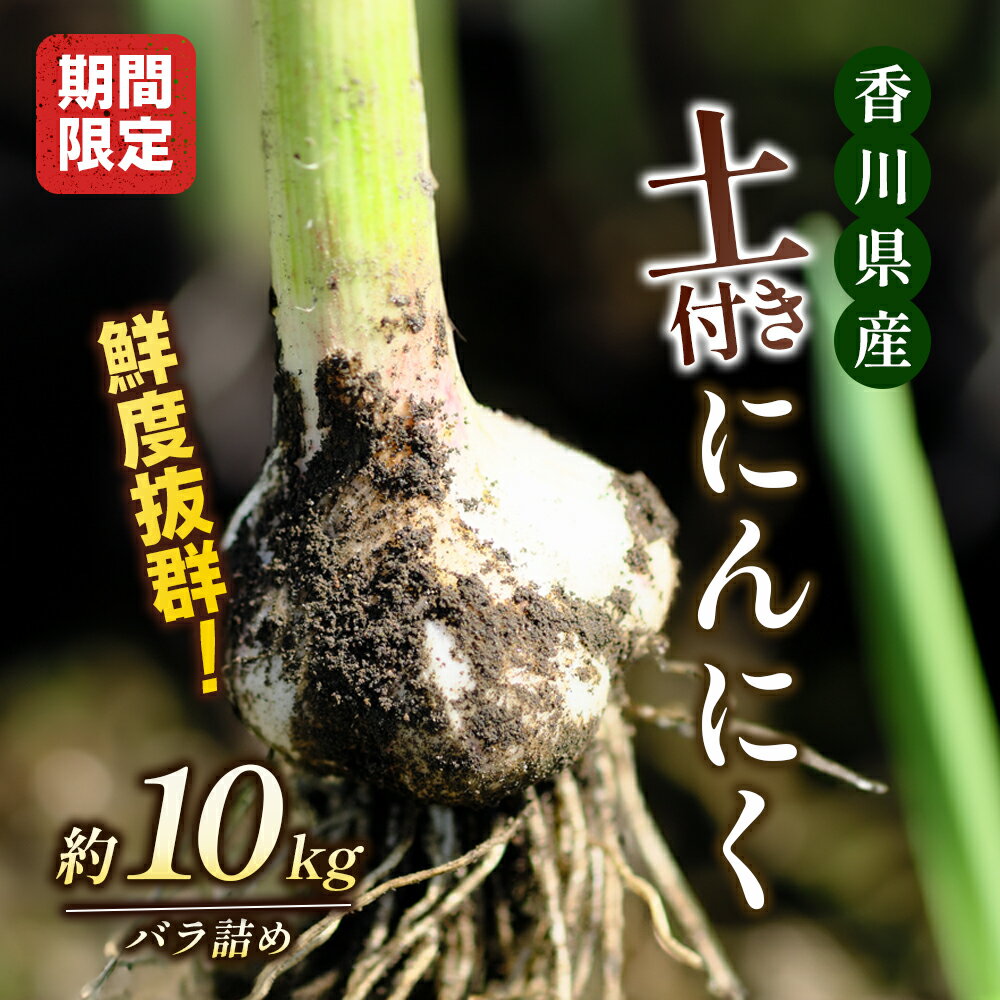 鮮度抜群!土付きにんにく 約10kg [野菜・野菜セット・土付きにんにく・にんにく・ニンニク・約10kg] お届け:2024年5月上旬〜6月上旬