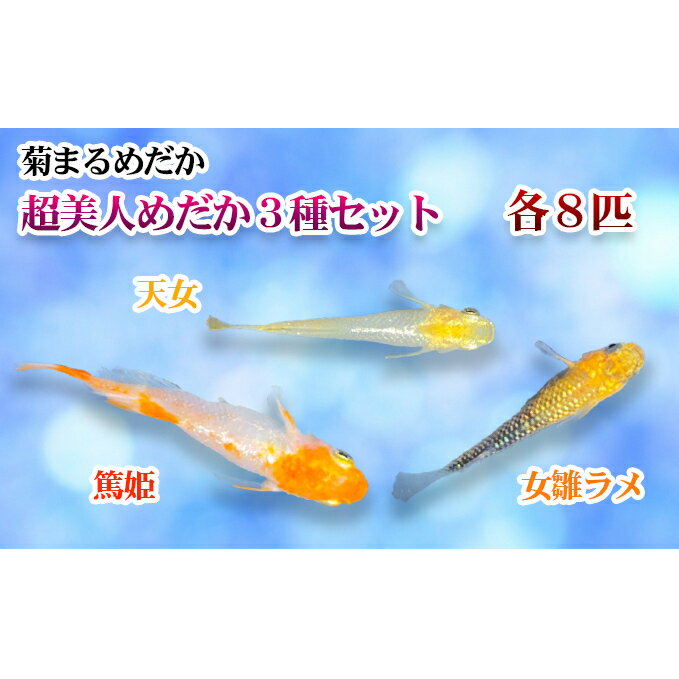 【ふるさと納税】菊まるめだかの【超美人めだか3種セット】計24匹　【生き物 計24匹 めだか メダカ お魚 ペット】