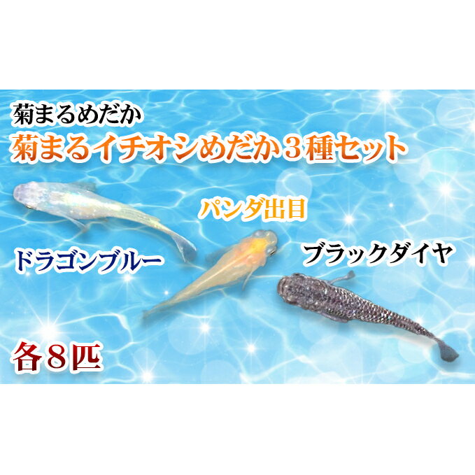 菊まるめだかの[イチオシめだか3種セット]計24匹 [生き物 計24匹 めだか メダカ お魚 ペット]