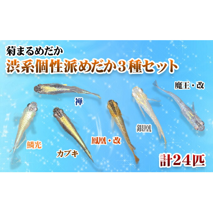 【ふるさと納税】菊まるめだかの【渋系個性派めだかお選び3種セット】計24匹 【地域のお礼の品 カタログ 生き物 めだか 3種セット 24匹 鱗光 カブキ 禅 魔王 改 銀凰 鳳凰 改 渋系個性派】