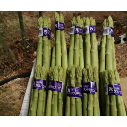 香川県産[さぬきのめざめ]こんちゃん農園直送!減農薬アスパラ1kg [野菜 野菜セット アスパラガス 農園直送 減農薬 アスパラ 有機栽培 安心安全] お届け:2024年4月1日〜9月10日