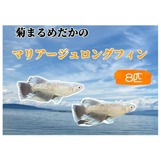 菊まるめだかの[マリアージュロングフィン8匹] [ 生き物 魚 観賞魚 ヒレ フサフサ 青白い光 キラキラ 雄 雌 2022年生まれ 幼魚 若魚 ペット 飼育 玄関 リビング ]