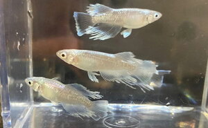 【ふるさと納税】菊まるめだかの【マリアージュロングフィン8匹】 【 生き物 魚 観賞魚 ヒレ フサフサ 青白い光 キラキラ 雄 雌 2022年生まれ 幼魚 若魚 ペット 飼育 玄関 リビング 】