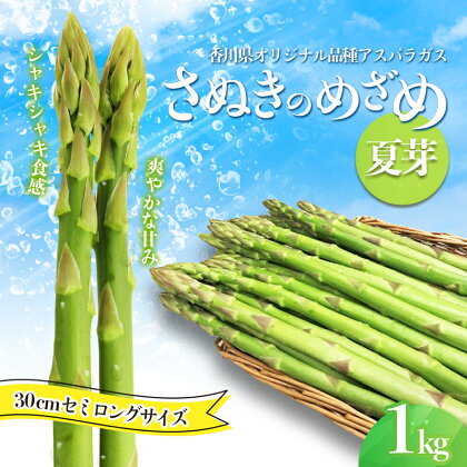 アスパラガス【さぬきのめざめ】夏芽30cmセミロングサイズ1kg　【 グリーンアスパラガス 野菜 柔らかい シャキシャキ 旬の野菜 国産 食材 】　お届け：2024年6月上旬～9月下旬