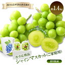 【ふるさと納税】食卓応援品 シャインマスカット(ご家庭用)約1.4kg お届け:2025年8月中旬~10月中旬まで